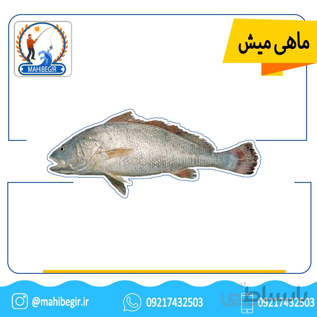 ماهي ميش