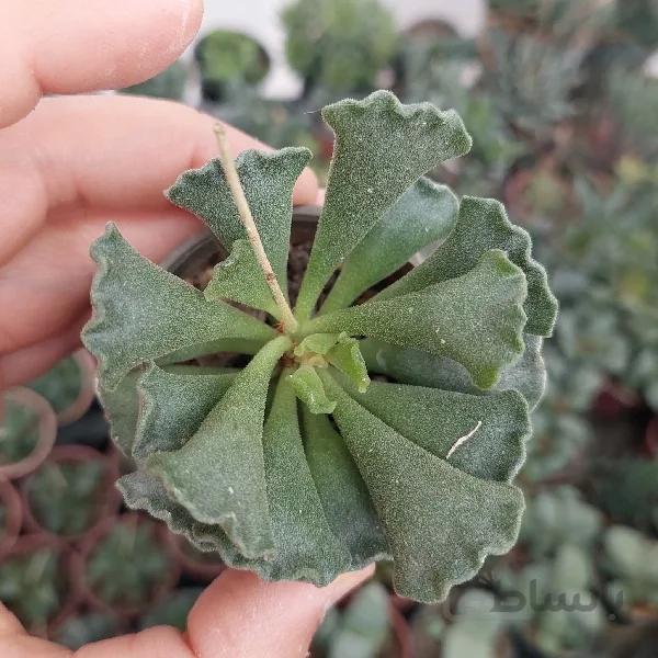 آدرومیشوز سبز