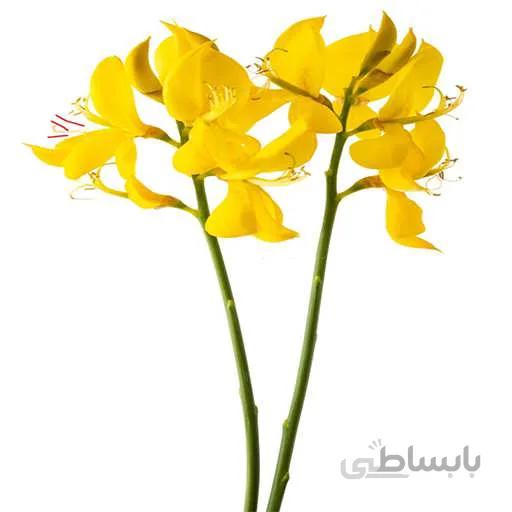 بذر درختچه یاس طاووسی