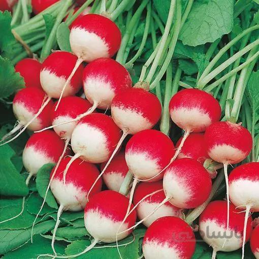بذر تربچه دورنگ گرد بسته 300 عددی