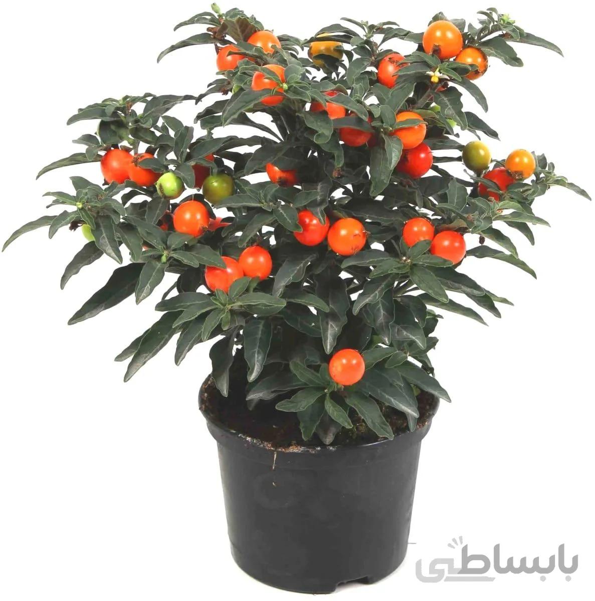 بذر گیلاس اورشلیم بسته 5 عددی
