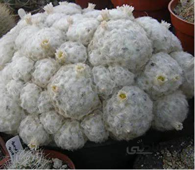 بذر مامیلاریا پلومزا | mammillaria plumosa seed