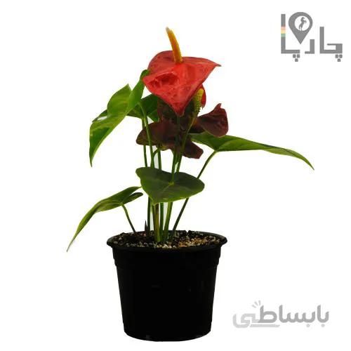 گل آنتوریوم