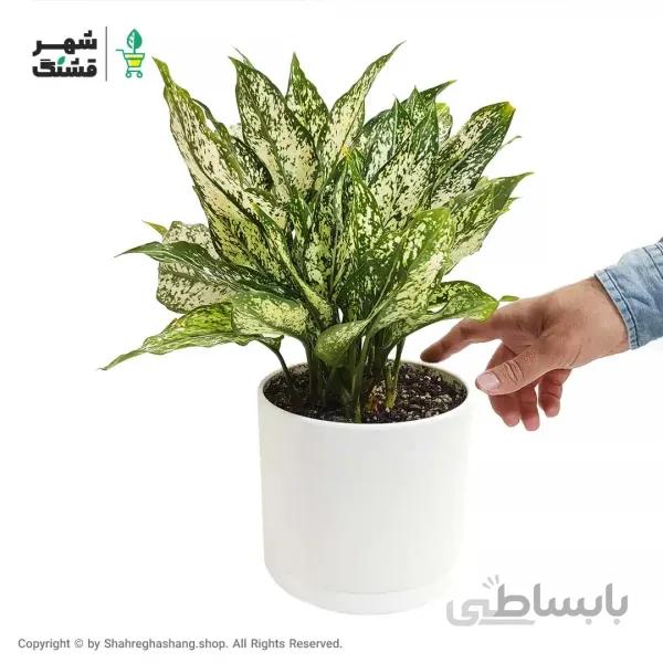 آگلونما سفید