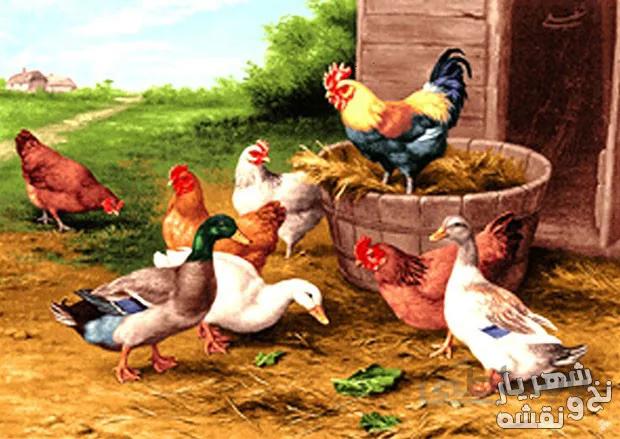 نخ و نقشه آماده تابلوفرش طرح مرغ و خروس و اردک - کد 628