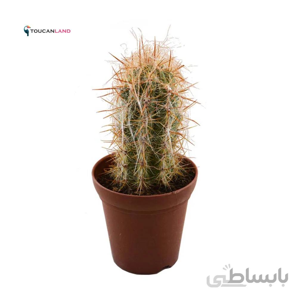 اورئو سرئوس درشت