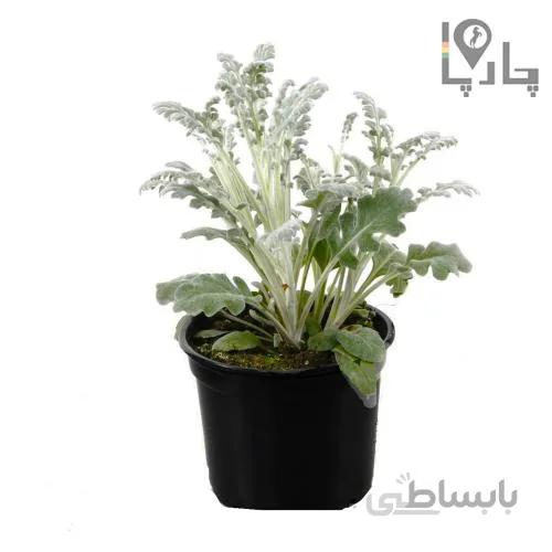 گیاه ابری نقره ای