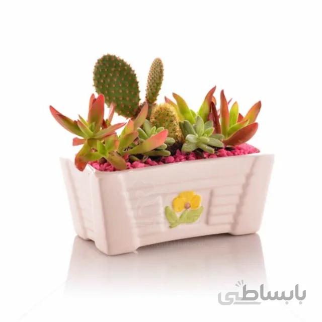 مجموعه کاکتوس در باکس تک گل کوچک