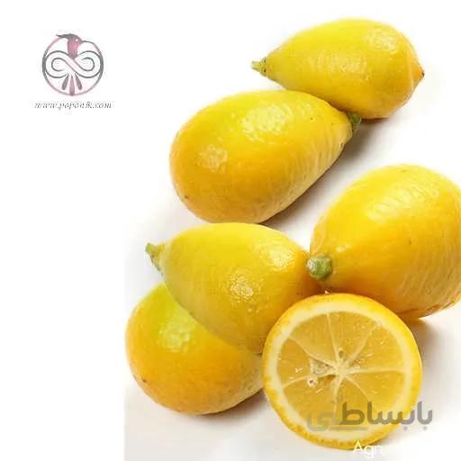 نهال ليمو ترش لايم كوات