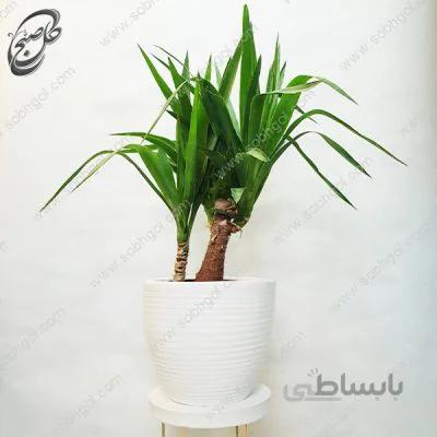سفارش گل آنلاین – یوکا دوقلو طرح Y-092 ( ارسال گل رایگان )