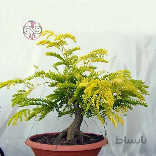 بذر درخت لیلکی