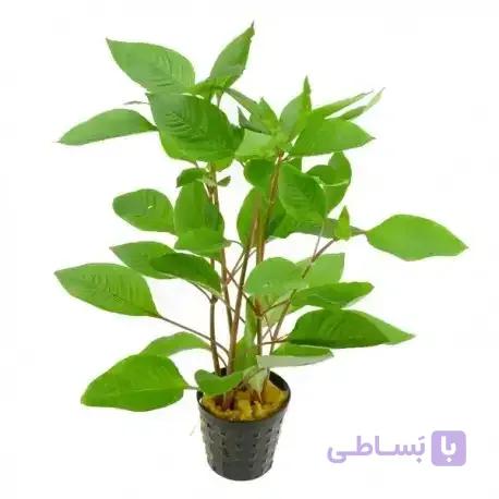 گیاه آکواریوم سیبی متوسط