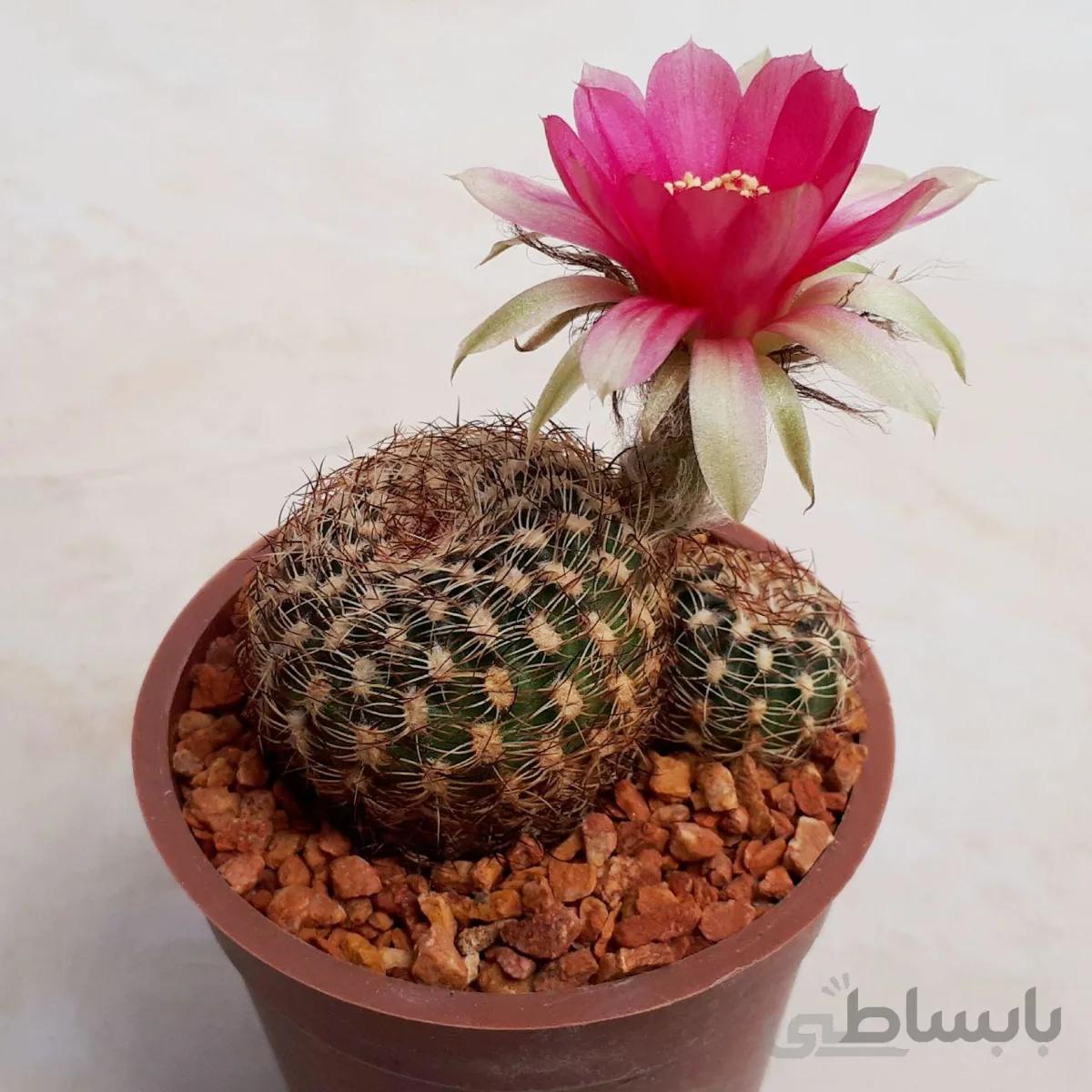 کاکتوس لوبی ویا گل صورتی