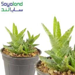 آلوئه ورا زینتی
