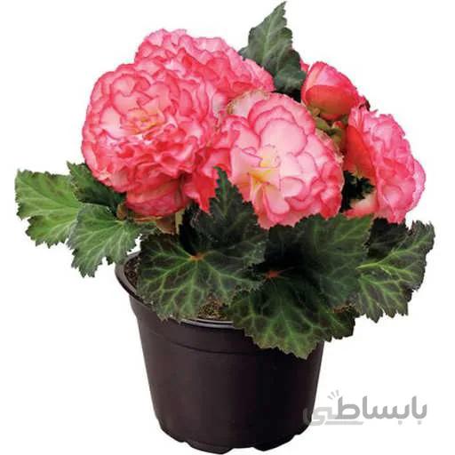 بذر بگونیا موکا رز پیکوتی