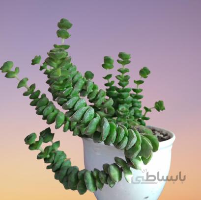 کراسولا پرفوراتا