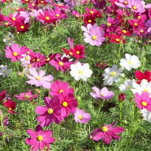 بذر گل ستاره ای الوان