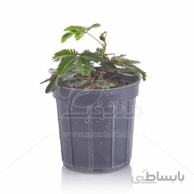 گل قهر و آشتی ارتفاع 20 سانتیمتر