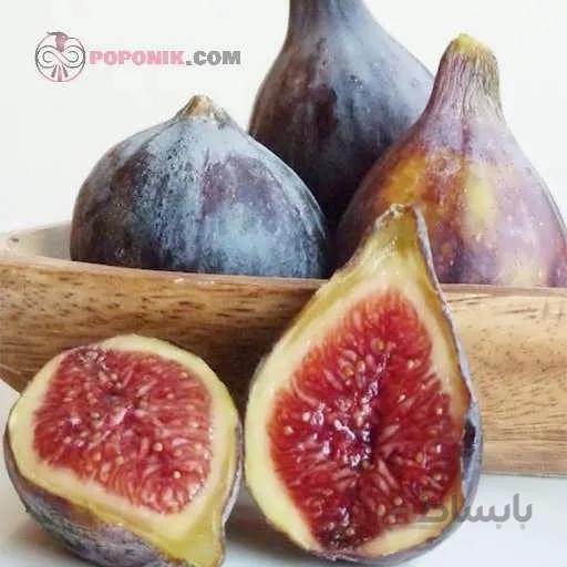 نهال انجير امریكایی