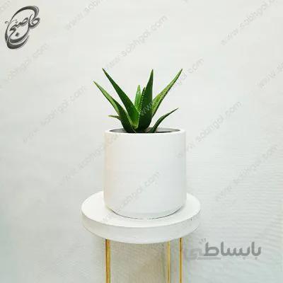 سفارش گل آنلاین – آلوئه شاخ بزی طرح A-018