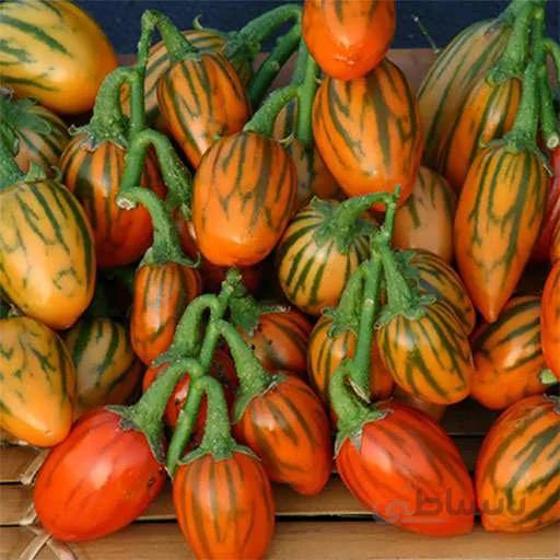 بذر بادمجان آفریقایی توگا کوتاه