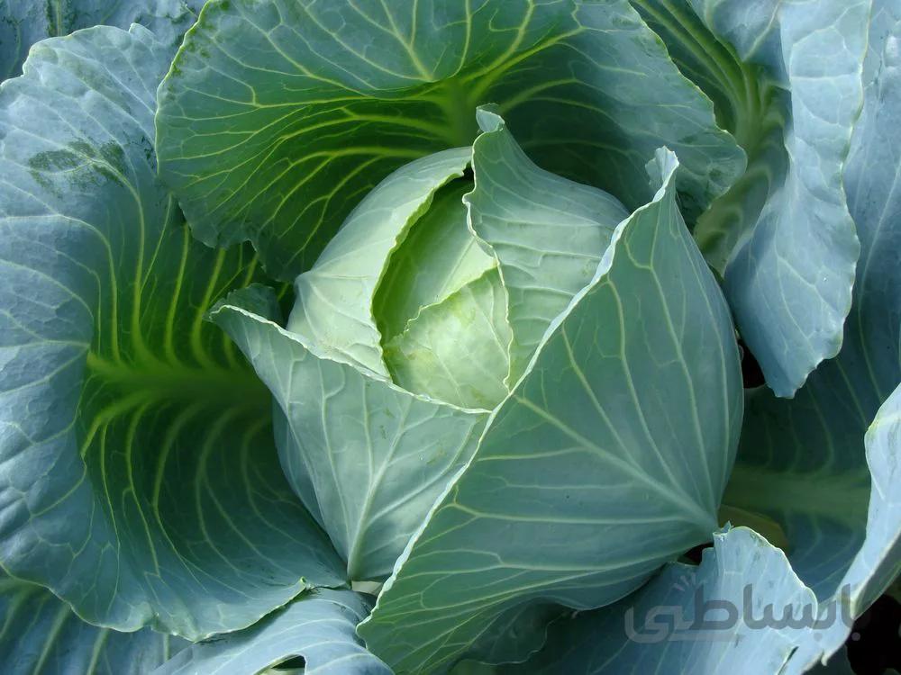 بذر کلم پیچ زودرس هیبرید BLUE JAIS ژاپنی بسته 30 عددی