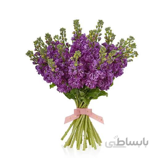 بذر گل شب بو پا بلند بنفش
