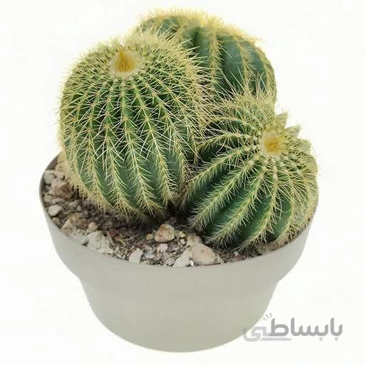 بذر کاکتوس نوتو وارسی