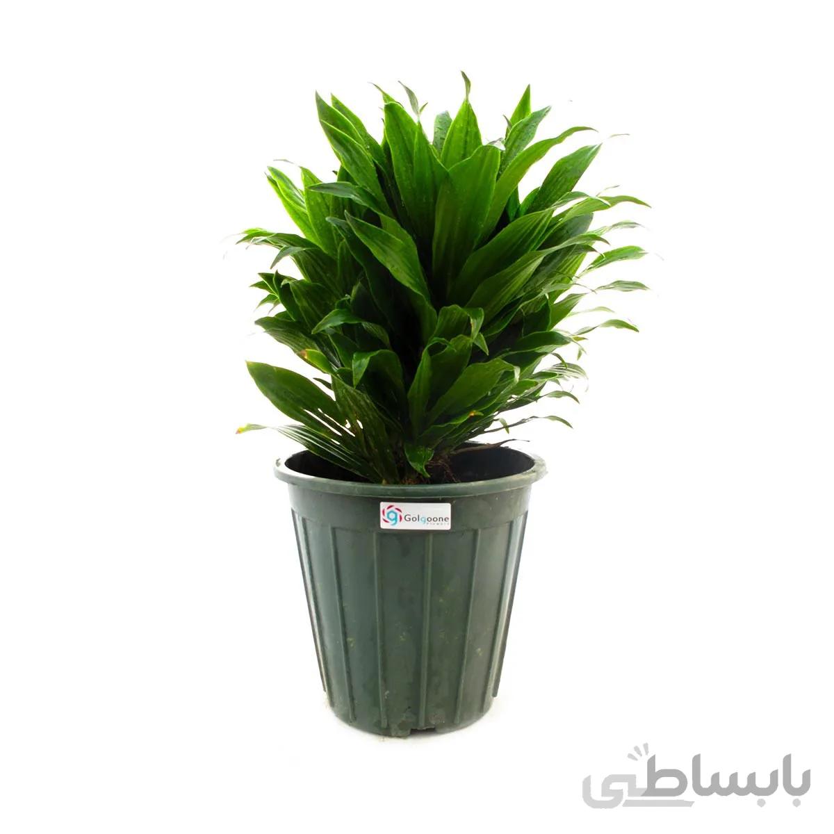 گیاه دراسنا کامپکت