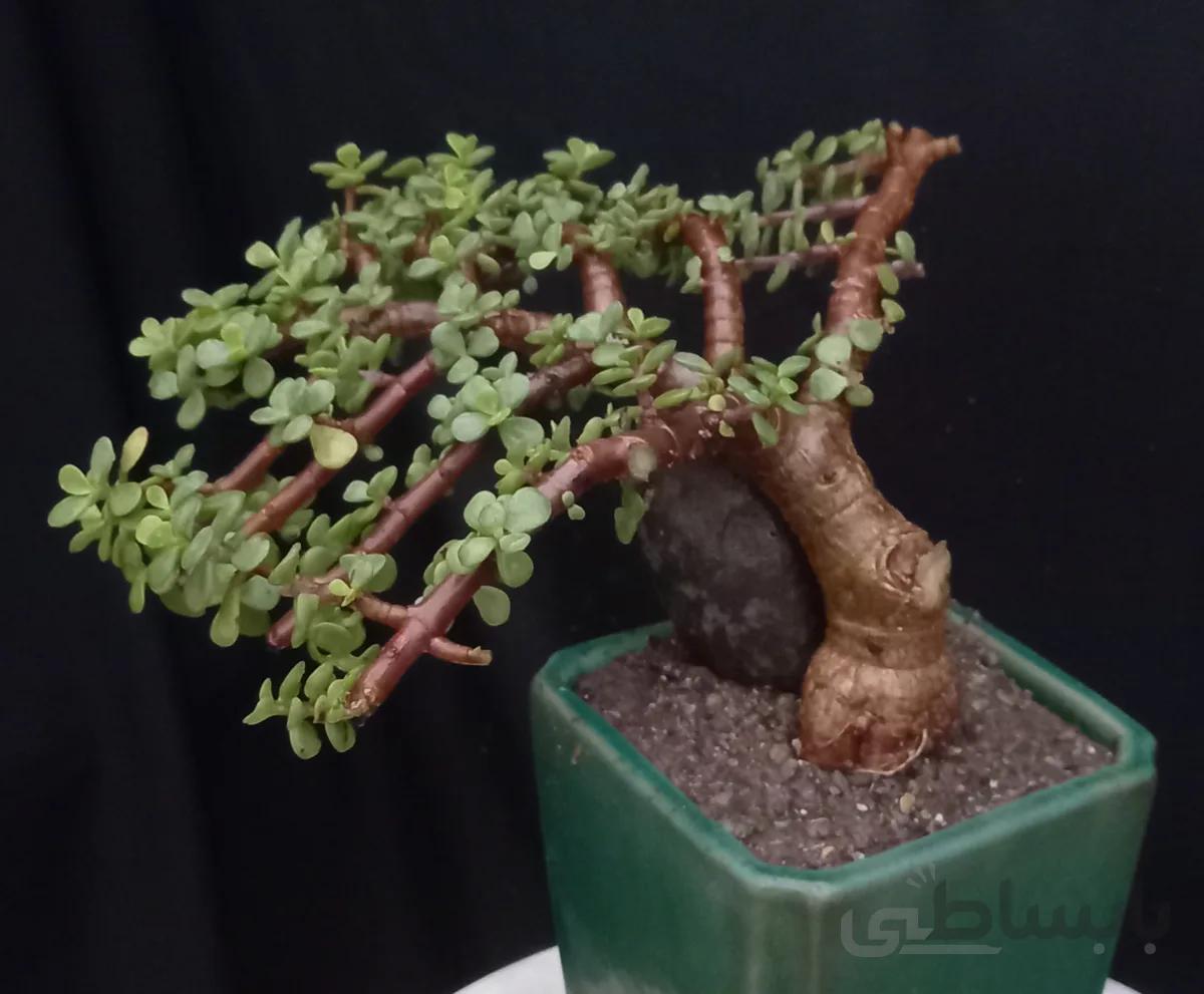 بونسای پرتولاکاریا دفرمه وارداتی ا Pertolacaria bonsai