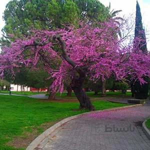 بذر درخت ارغوان ا Cercis siliquastrum