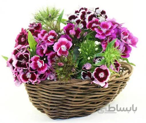 بذر گل بوقلمون پاکوتاه گلدانی رنگارنگ ایتالیایی بسته 100 عددی