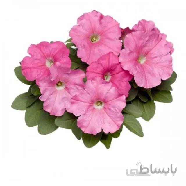 بذر اطلسی
