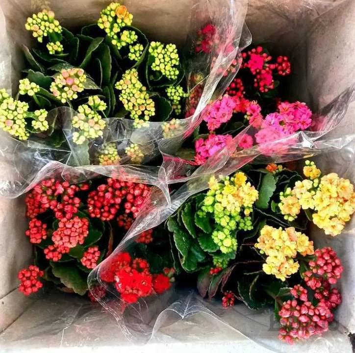 کالانکوئه ( پکیج چهار عددی گل کالانکوئه )