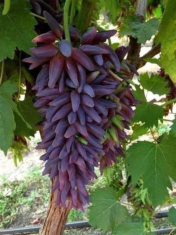 نهال انگور شمشیری