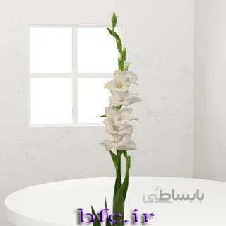 یک شاخه گلایل