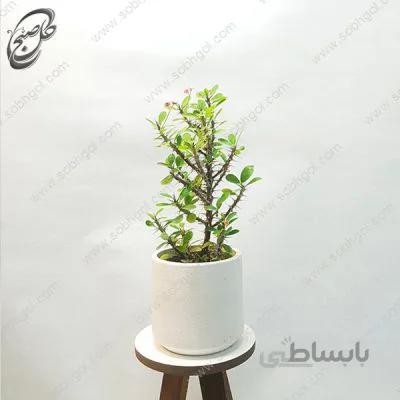 سفارش گل آنلاین – مرجان قرمز مینیاتوری هلندی دائم گل طرح M-021