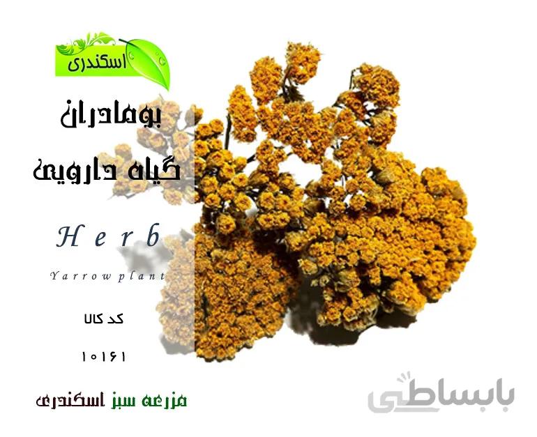 گیاه بومادران