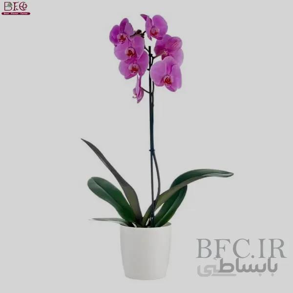 ارکیده