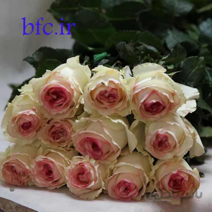 دسته رز