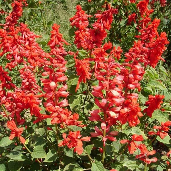 بذر مریم گلی رقم St.john fire