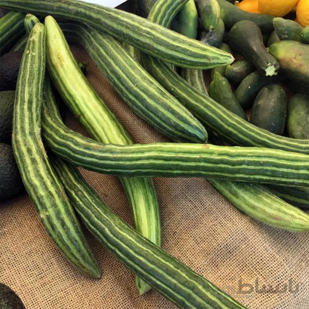 بذر خیار چنبر ارمنی