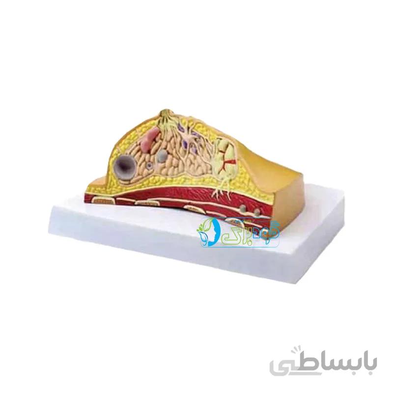 خرید مولاژ مقطع غدد سینه