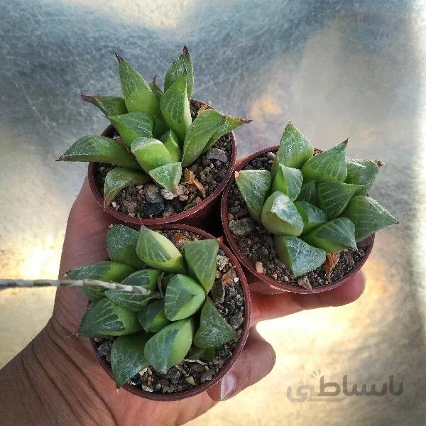 هاورتیا امیلیا