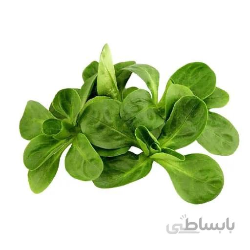 بذر والریانا