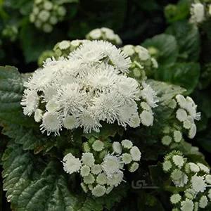 بذر گل ابری سفید ا Ageratum housonianum