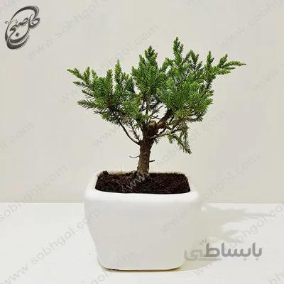 بونسای کاج جونیپر سایز کوچک و رومیزی طرح B-031