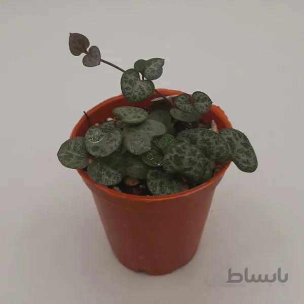 سروپژیا وودی (گلدان 8)