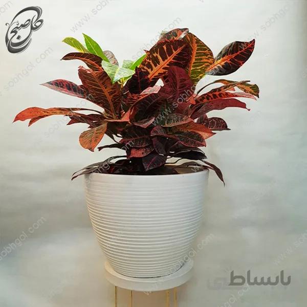 سفارش گل آنلاین – کروتون طرح C-012