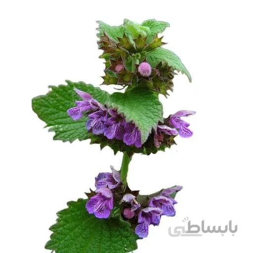 بذر فراسیون آسای سیاه
